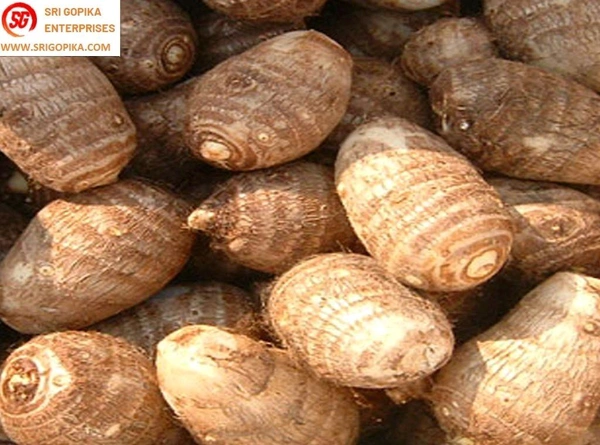 Colasasia Small 250g - 250g