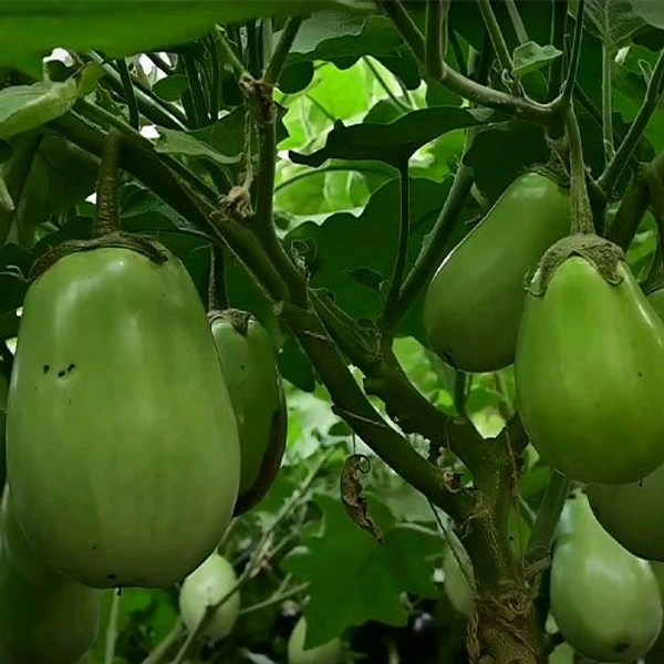 Green Bagun 250g - 250g