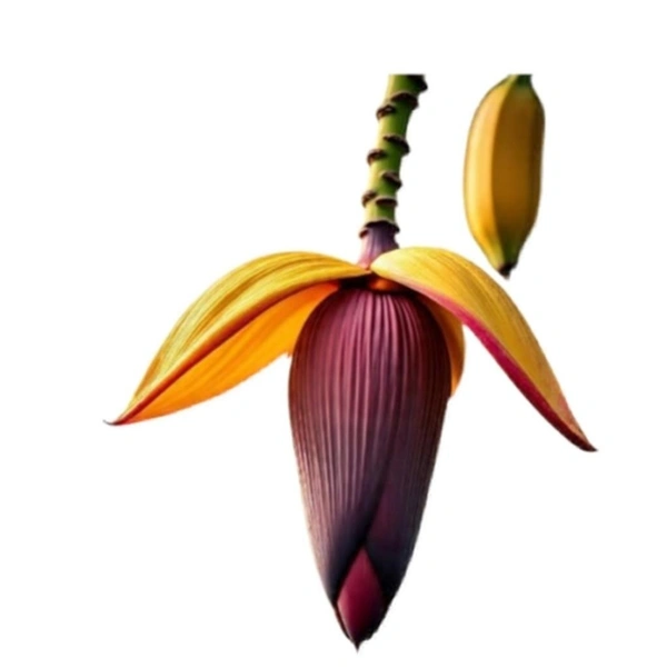 Banana flower/ Kodappan 1 pcs (Veg)