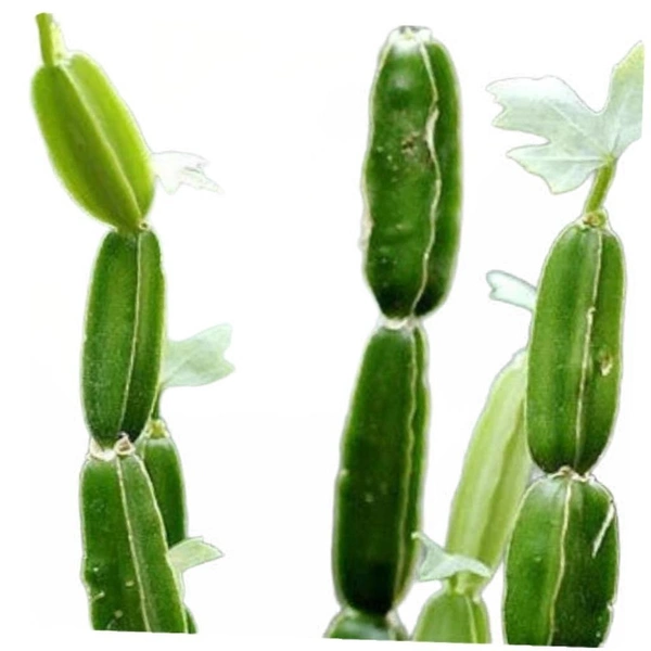 Changalam Parada 200gm (Veg)