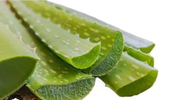 Aloe Vera Gel / Kattar vazha (veg) 1pcs