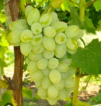 Green Grapes 1 Kg