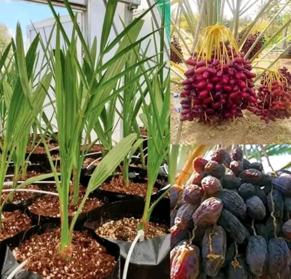 Arabian dates tree