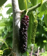 Mulberry Plant (Pack of 1)