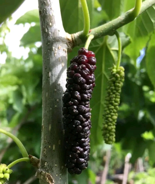 Mulberry Plant (Pack of 1)