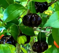 Black Surinam Cherry Plant (ব্ল্যাক পিটাঙ্গা গাছ)
