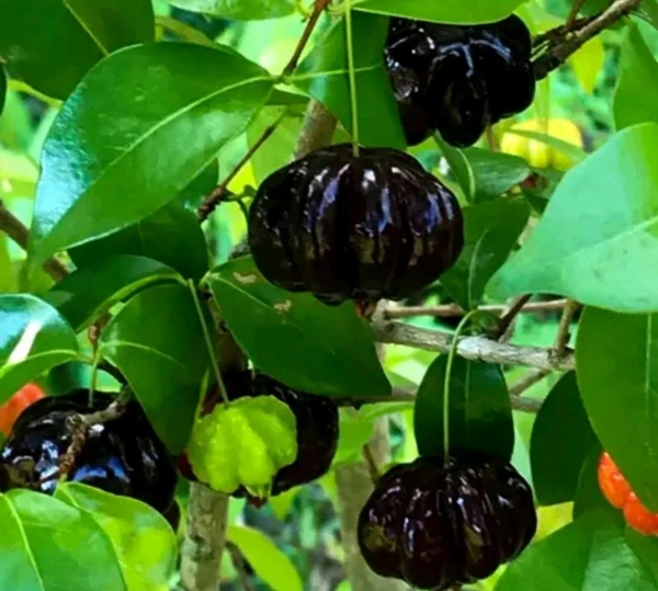 Black Surinam Cherry Plant (ব্ল্যাক পিটাঙ্গা গাছ)