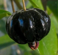 Black Surinam Cherry Plant (ব্ল্যাক পিটাঙ্গা গাছ)