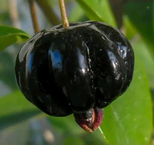 Black Surinam Cherry Plant (ব্ল্যাক পিটাঙ্গা গাছ)