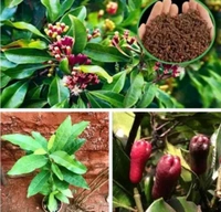 Clove Tree (লবঙ্গ গাছ)