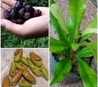 Clove Tree (লবঙ্গ গাছ)
