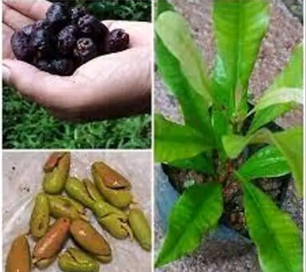 Clove Tree (লবঙ্গ গাছ)