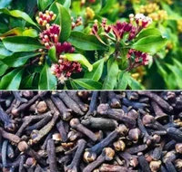 Clove Tree (লবঙ্গ গাছ)