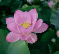 Lotus Seeds (পদ্মের বীজ)