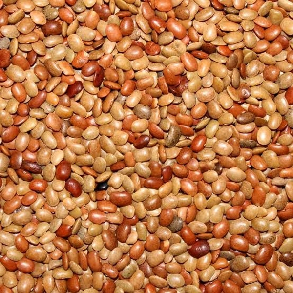 Horse Garam / Kulat  - 250g