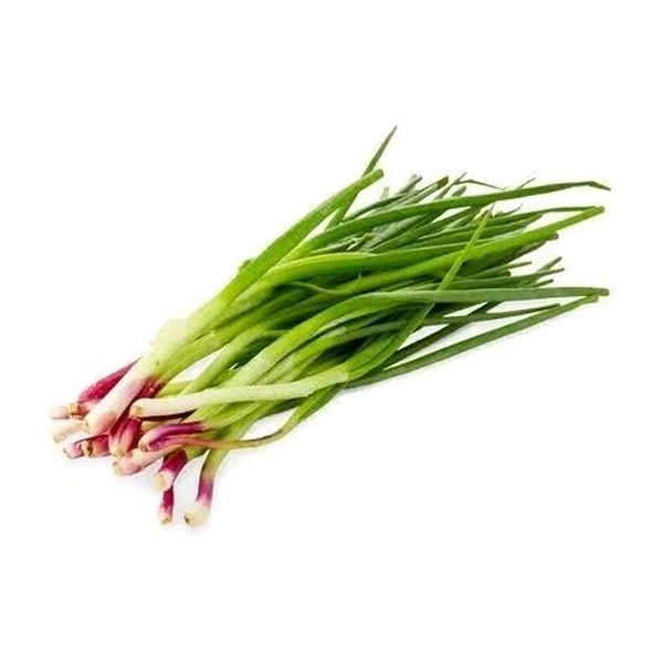 Spring Onion 1N