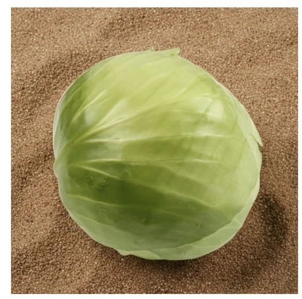 Organically Grown Cabbage (Patta Gobhi)
