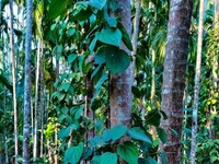 Pepper 100 Gm
