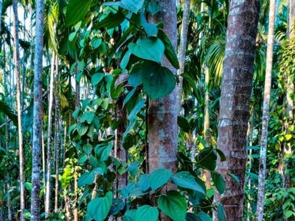 Pepper 100 Gm