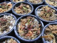 FSL Dionaea muscipula - Red Dragon - 2 inches