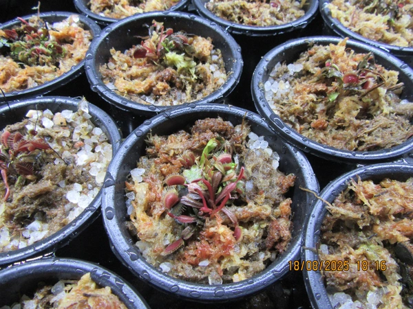 FSL Dionaea muscipula - Red Dragon - 2 inches