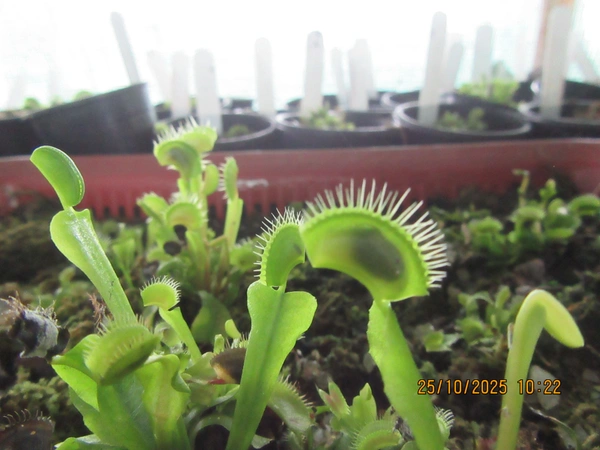 Forest Studio Labs Dionaea muscipula - B52 - 2-3 inches
