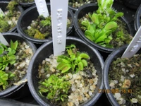 Forest Studio Labs Dionaea muscipula - B52 - 2-3 inches