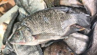 Small Pomfret (No-Cut) 5.Kg