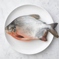 Roopchand| Chinese Pomfret - 3 Kg 
