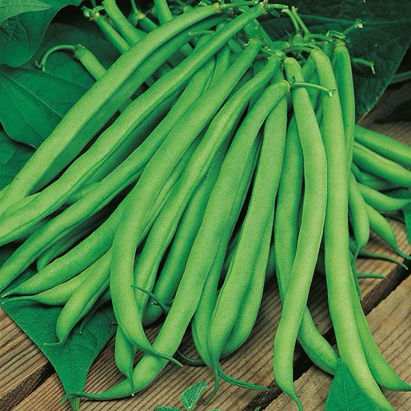 French Bean Seeds
