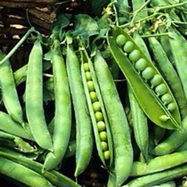 Matar Seeds (Green Peas)