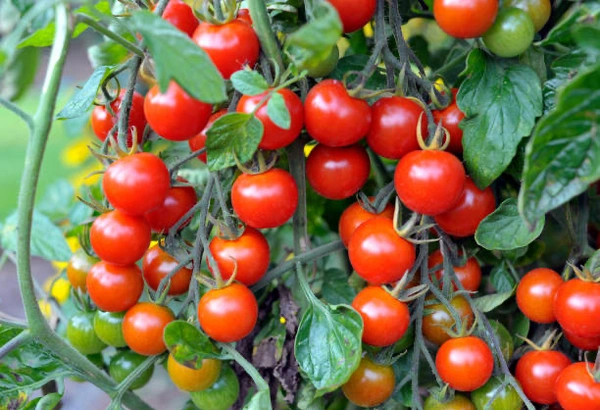 Cherry Tomato Seeds