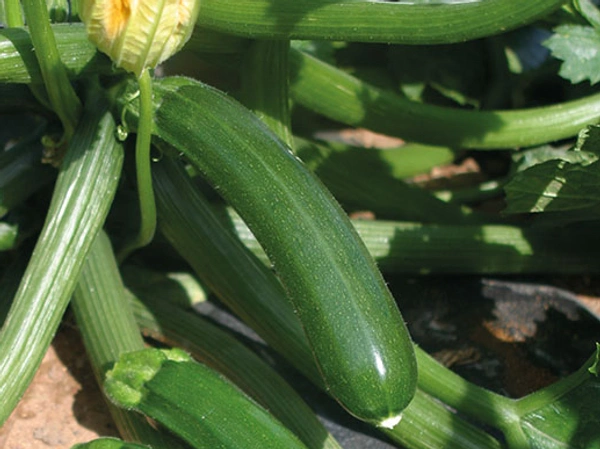 Zucini Seeds