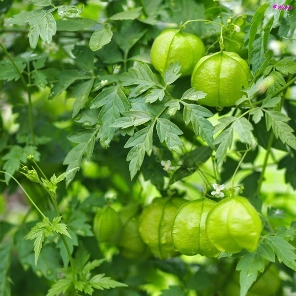 MUDAKATHAN << முடக்கத்தான்>>