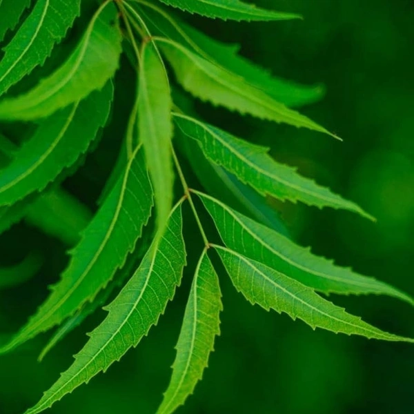 NEEM  LEAF << வேப்பிலை >>