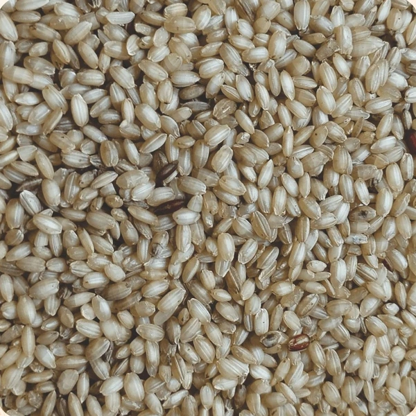 MANI SAMBA << மணி சம்பா >>