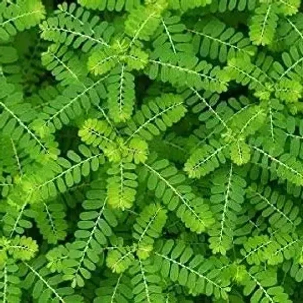 KEELANELLI << கீழாநெல்லி >>