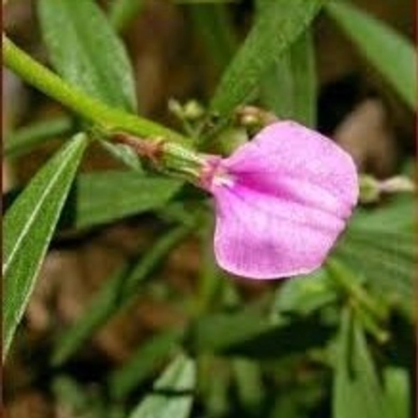 SPADE FLOWER << ஓரிதழ் தாமரை>>