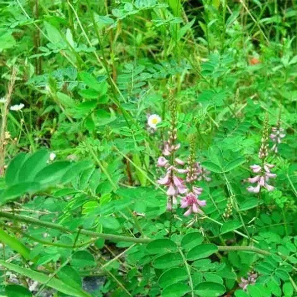 NEELI AVURI << நீலி அவுரி >>