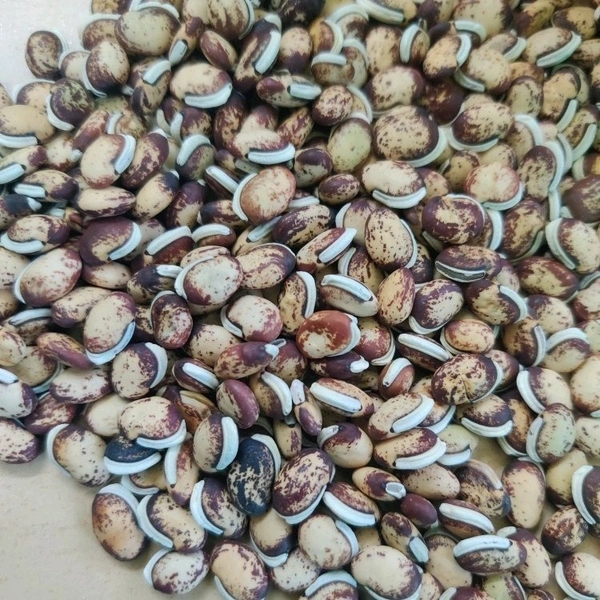 MOCHAI << போர் மொச்சை >> - 250 GM