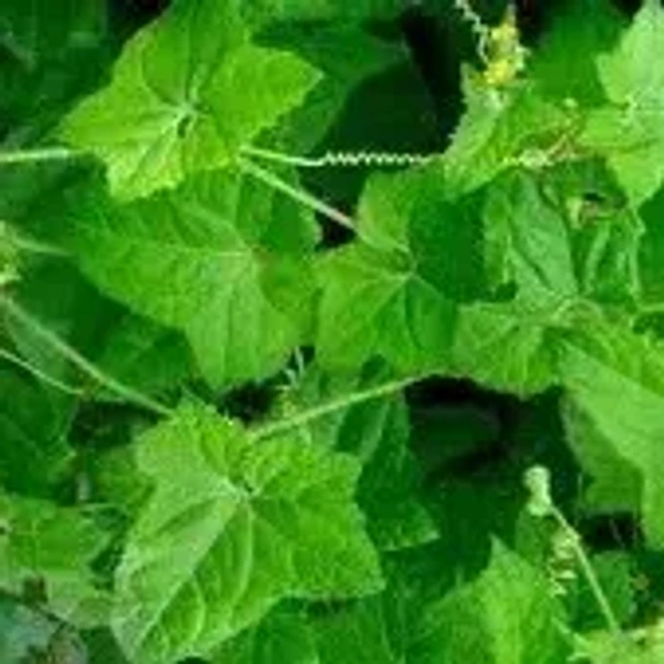 MUSUMUSUKKAI << முசுமுசுக்கை>>