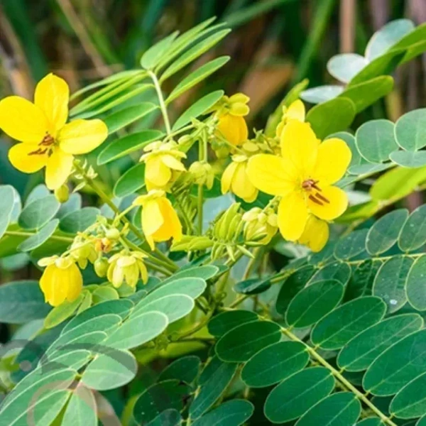 NILAYAVARAI << நிலையாவரை >>