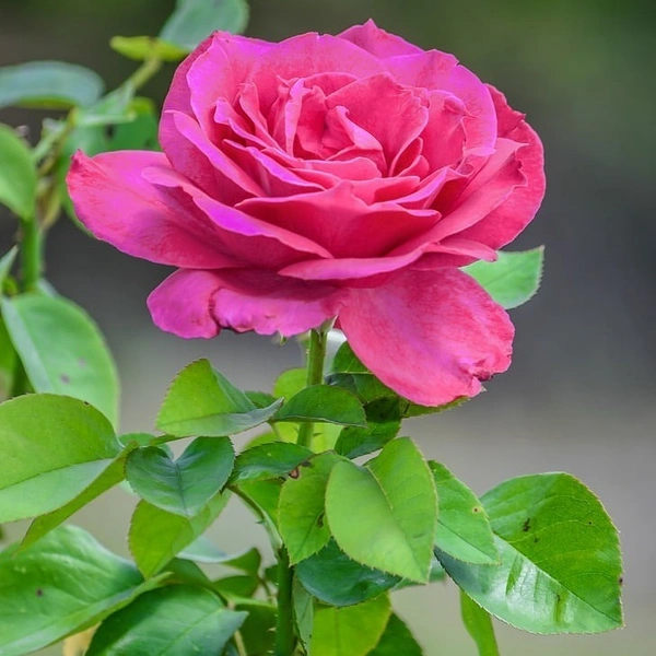 ROJA POO << ரோஜா பூ>>