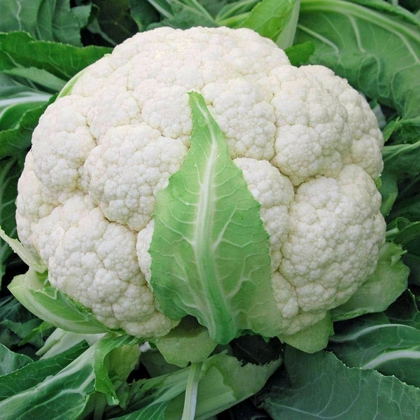 phoenixFreshco Cauliflower Big(বড়ো ফুলকপি)