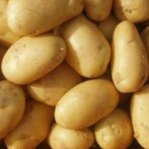 Fresh Potato (Alu) 