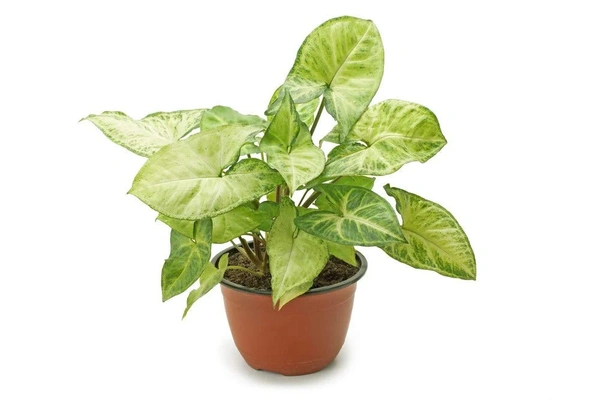 Syngonium Plant 