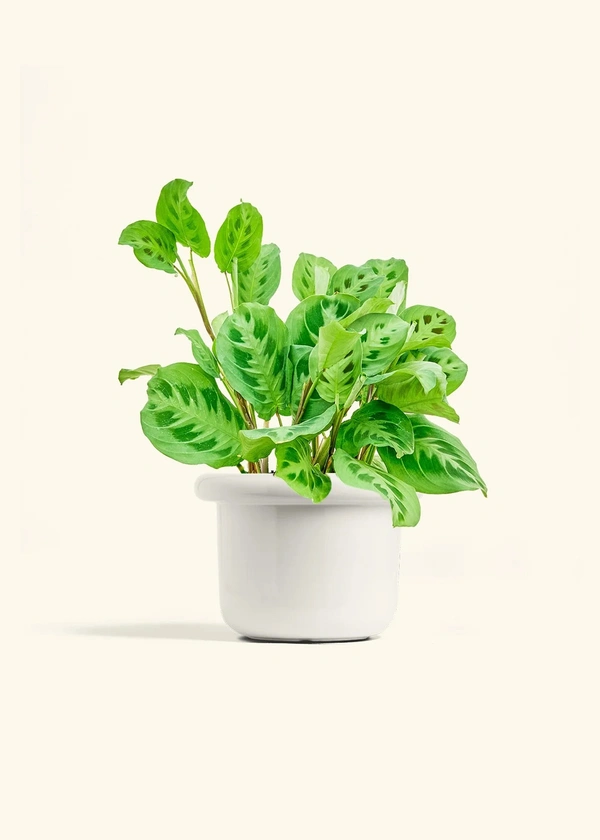 Prayer Plant- Green (Maranta Leuconeura)