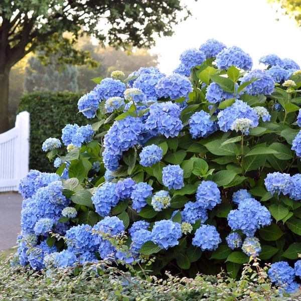 Hydrangea Macrophylla 