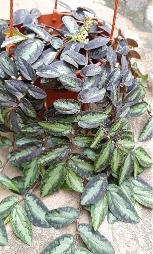 Procris Rapens/ Wavy Watermelon Begonia 