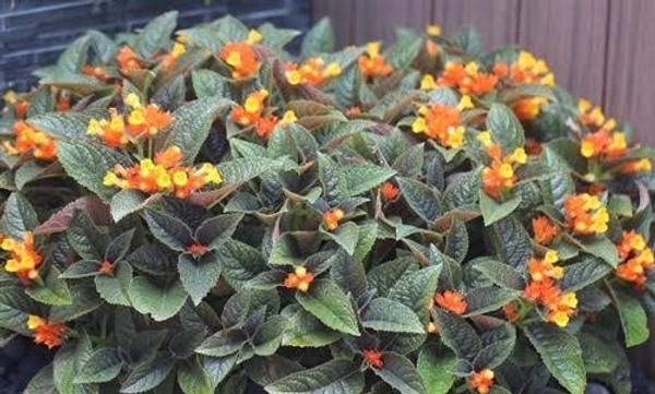 Chrysothemis Pulchella/ Sunset Bells 